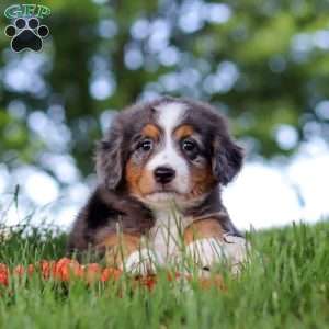 Junebug, Mini Bernedoodle Puppy